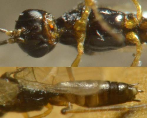 Réf. 183 112 : Blacus sp.